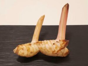 Galangal is one of the essential ingredients in a Malaysian kitchen.
